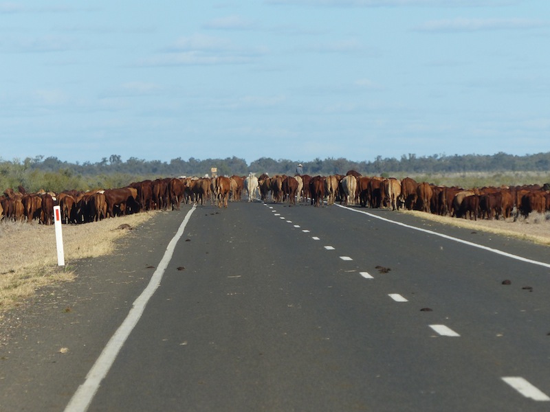 droving