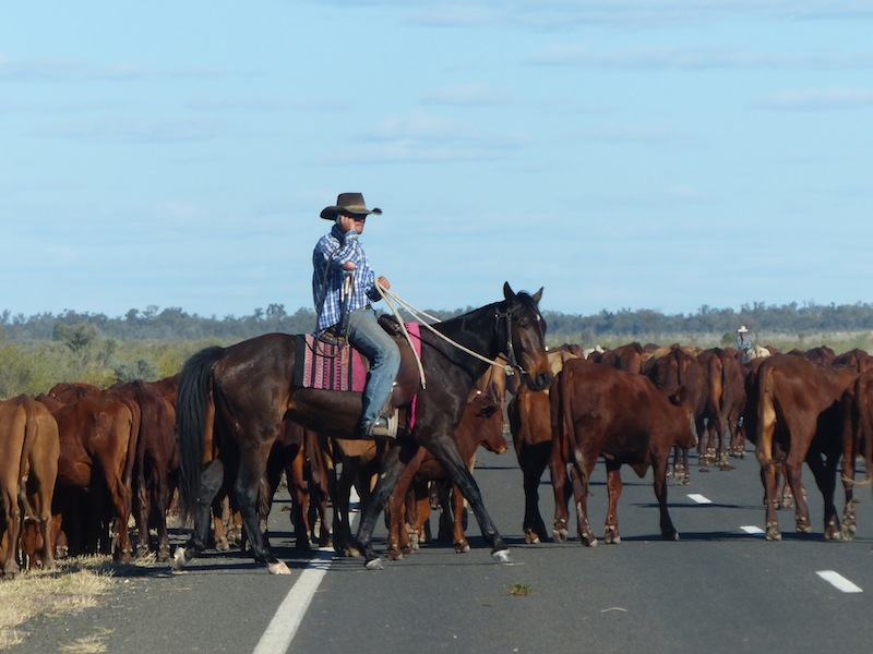 droving
