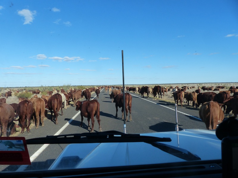 droving