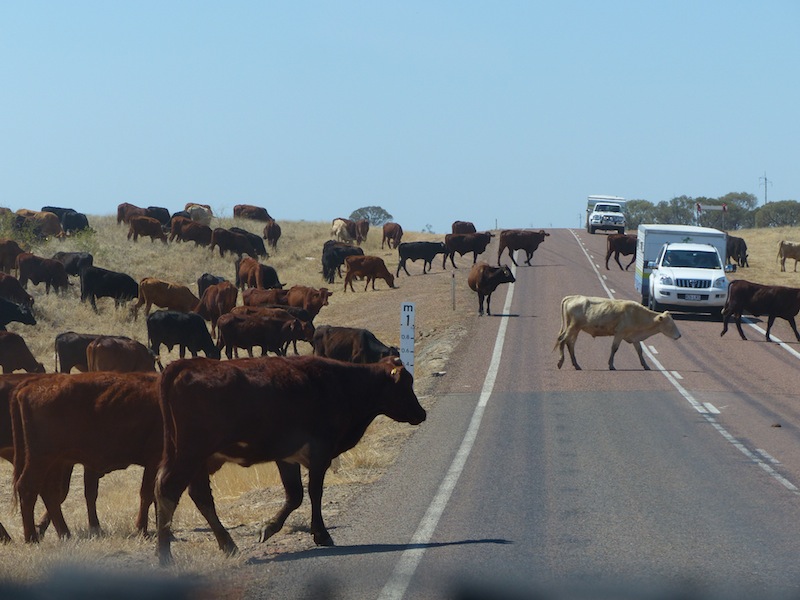 longreach cattle