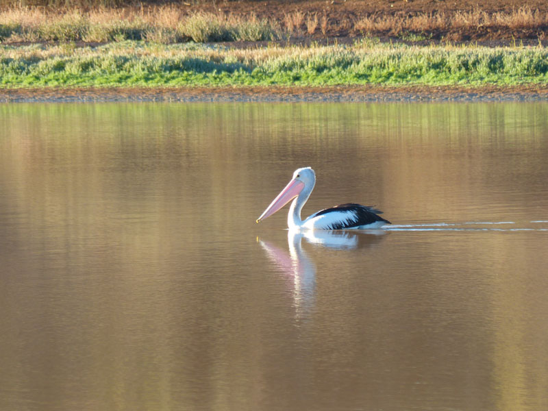 pelican