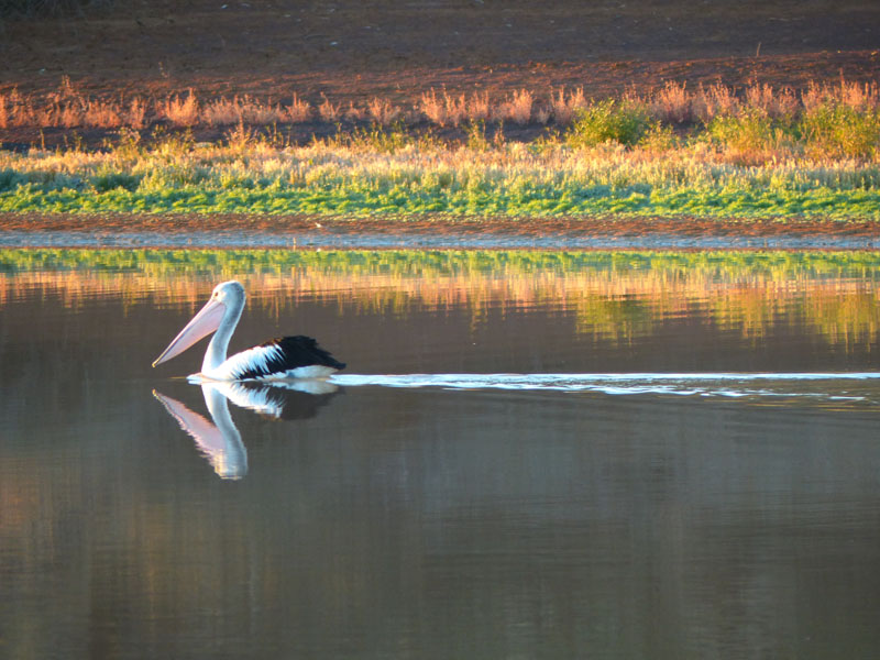 pelican