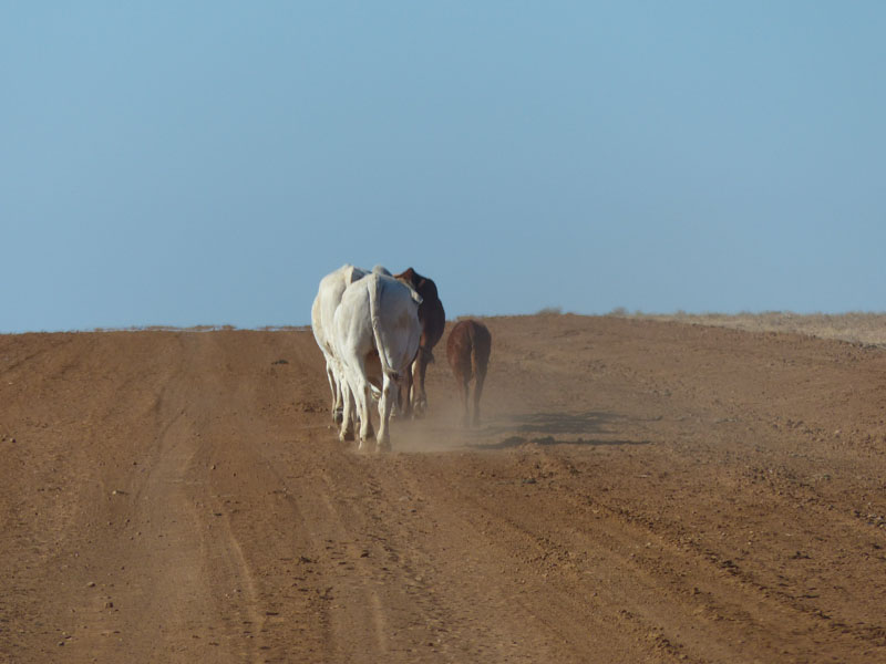 cows