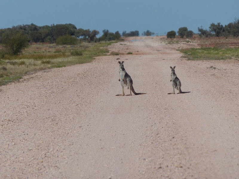 kangaroos