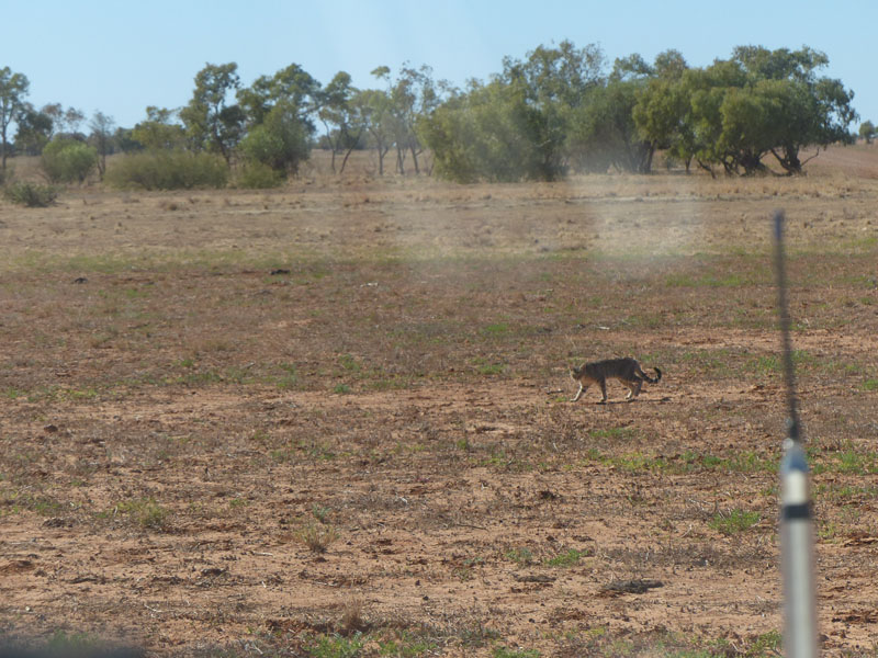 feral cat
