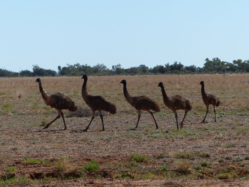 emus