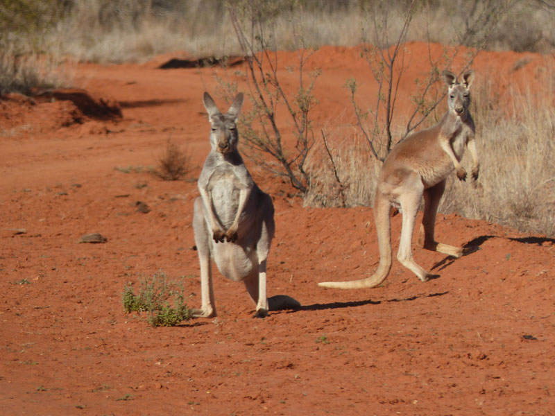 kangaroos