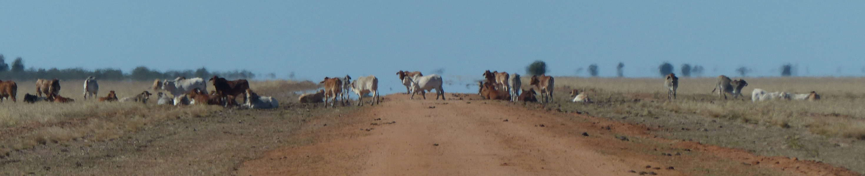 mirage cows