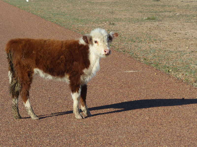 Hereford Suckling