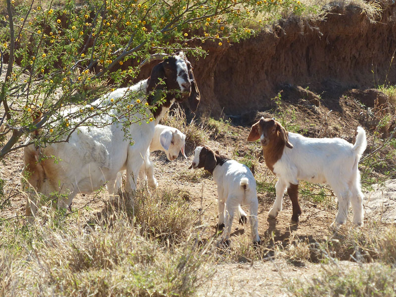 Goats