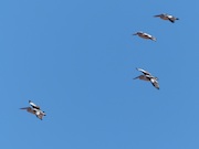 more pelicans