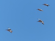 more pelicans