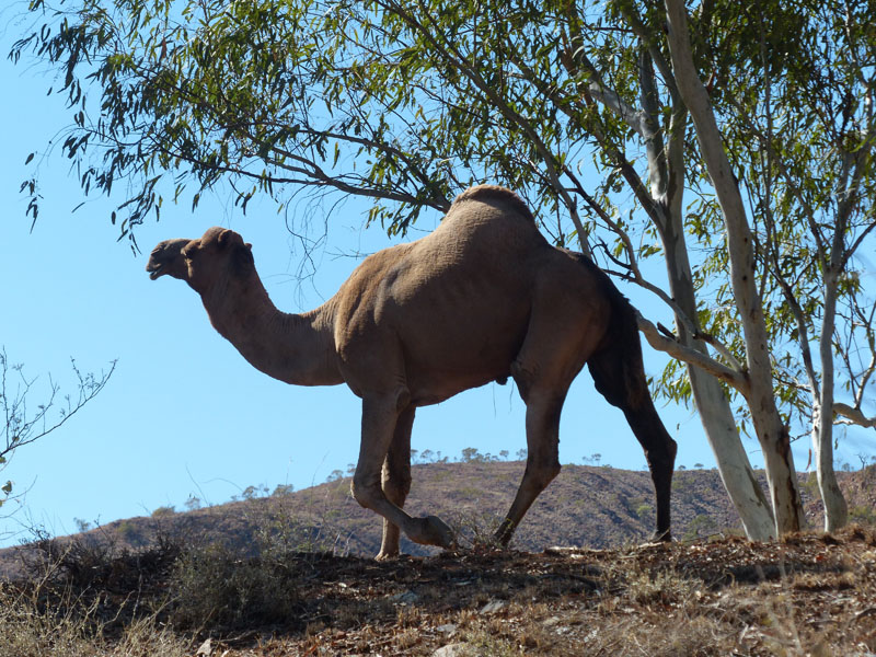camel