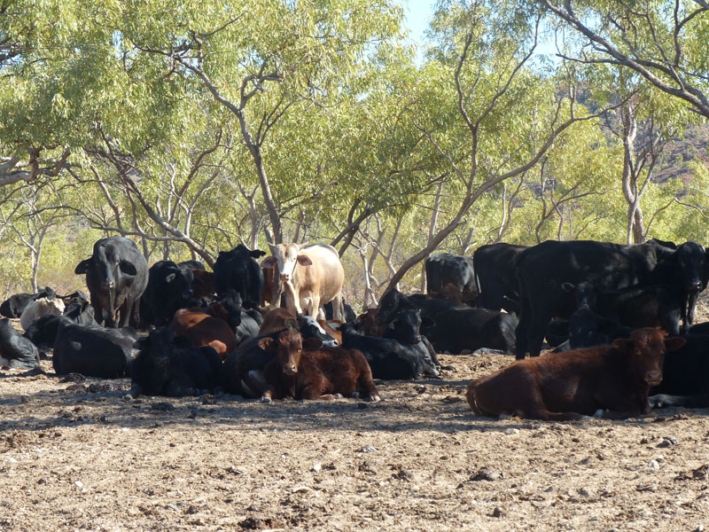 cows
