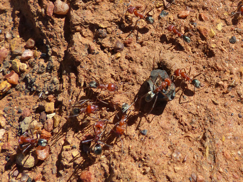 Ants