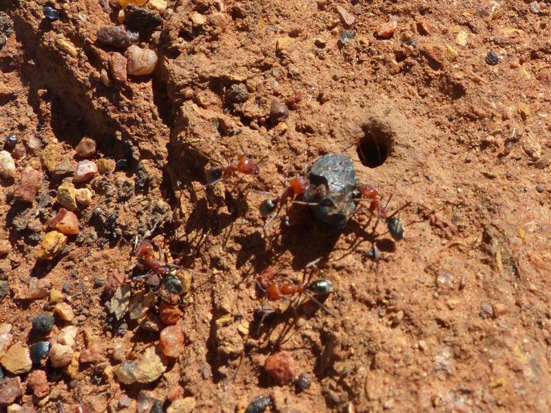 Ants