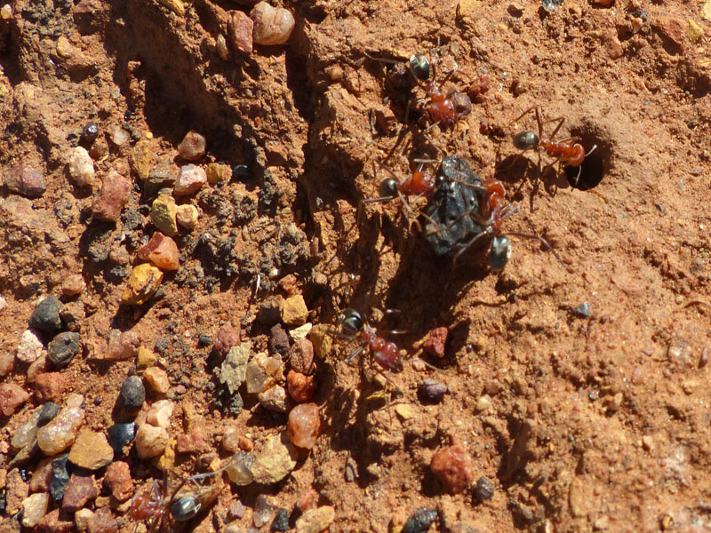 Ants