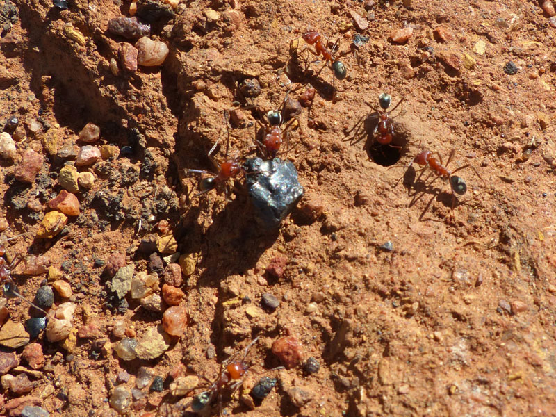 Ants