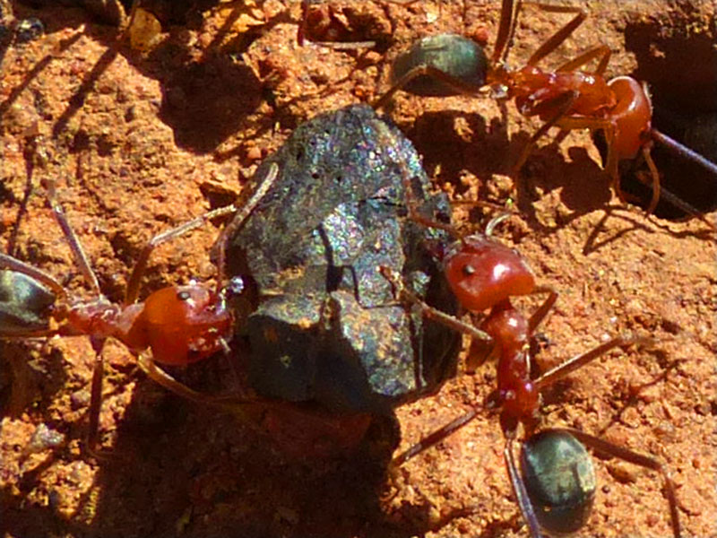 peacock ore