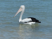 pelican