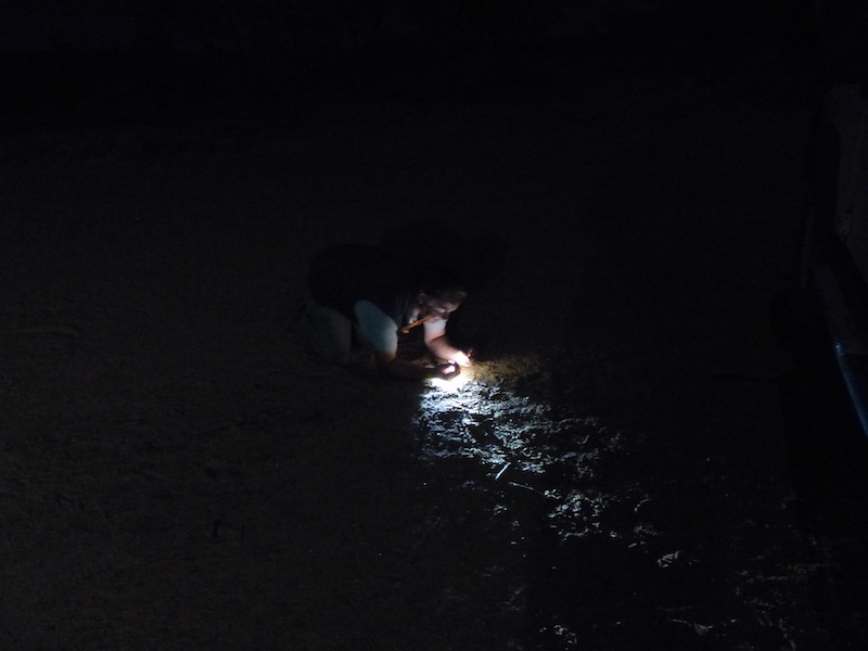 looking for garnets