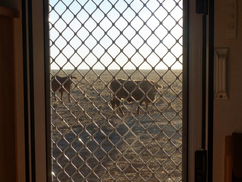 cows