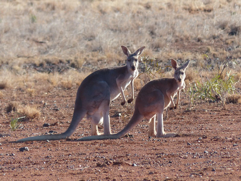 Kangaroos