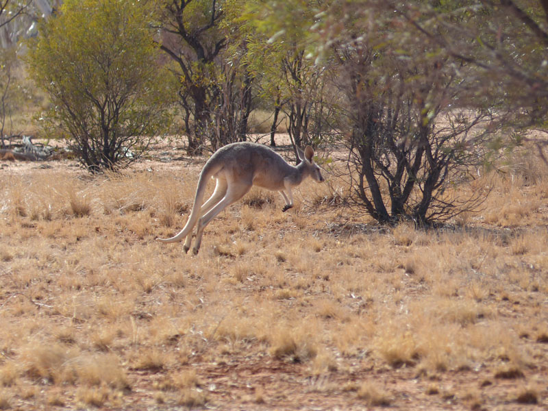 kangaroo