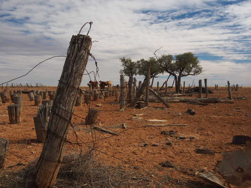 shearing shed