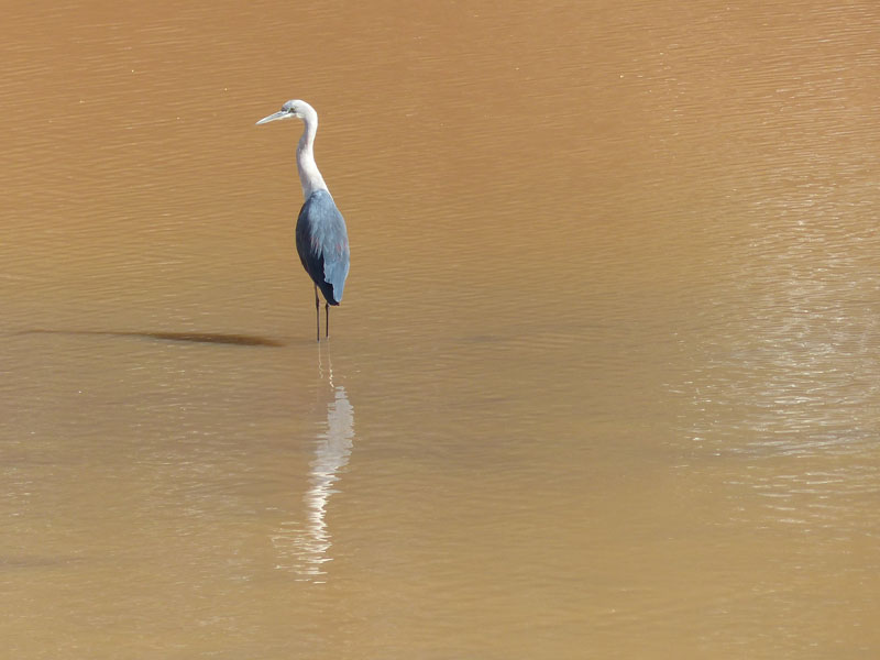 bird