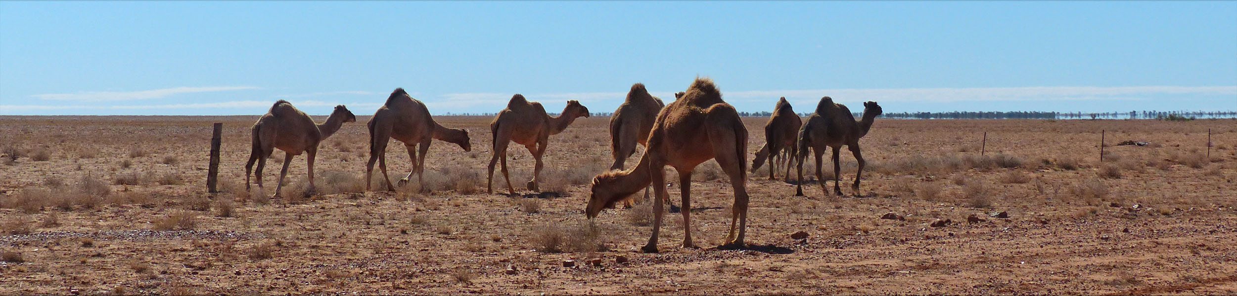 camels