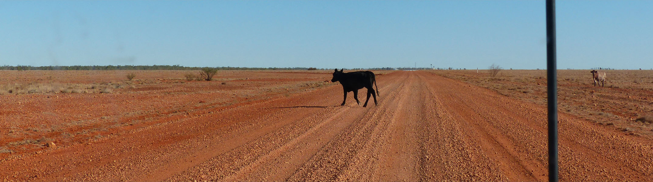 cow