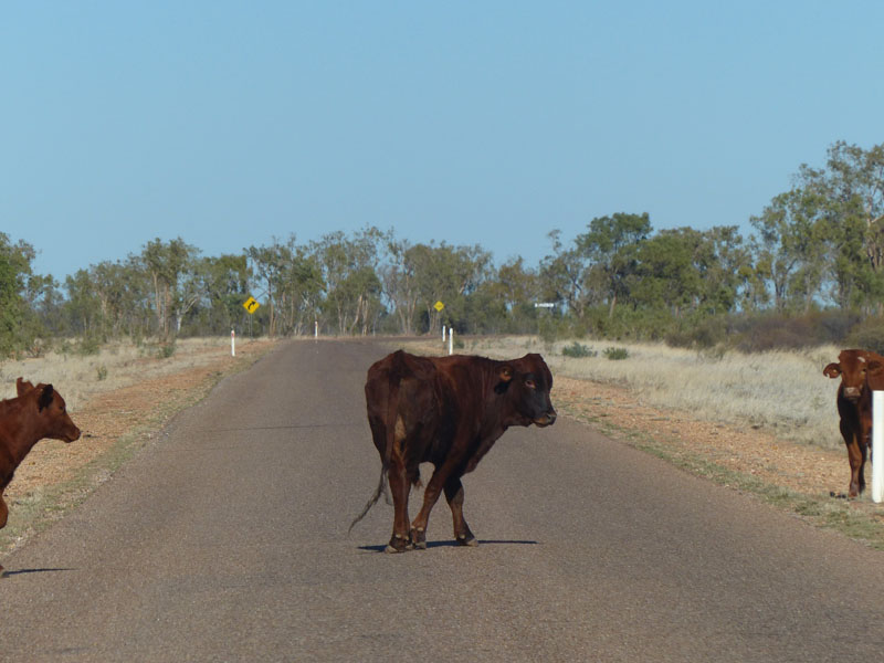 cattle