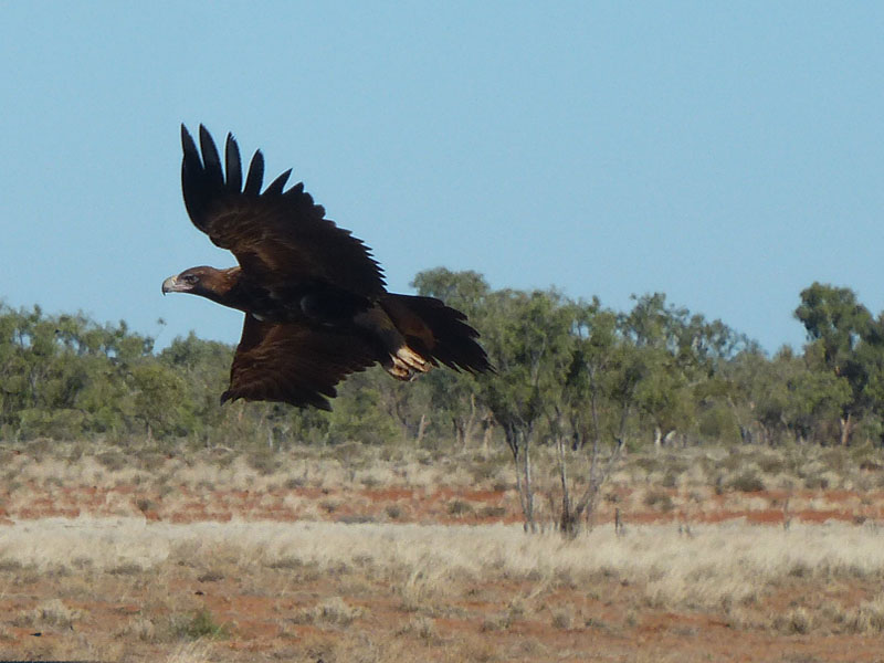 eagle