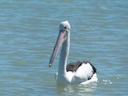 another pelican