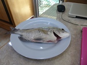 Bream