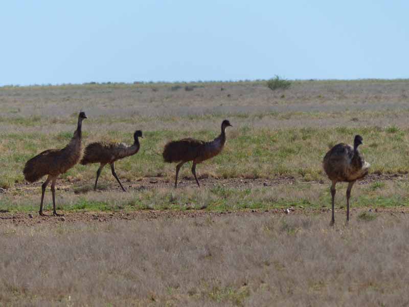 emus