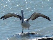 Pelican