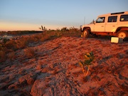 crocodile track