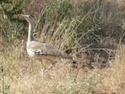 Bustard