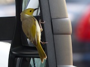 Honeyeater