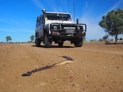 Black Headed Python