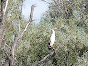 Heron