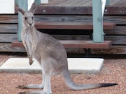 Kangaroo