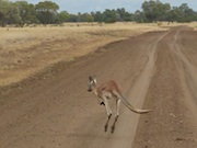 Kangaroo