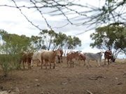 Cattle