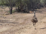 Emu & Roos