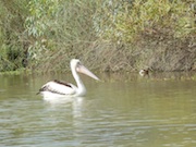 Pelican