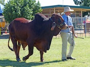 Brahman