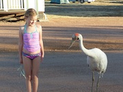 Brolga